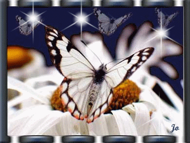 RÃ©sultat de recherche d'images pour "gifs papillons scintillants"