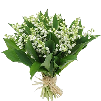 muguet