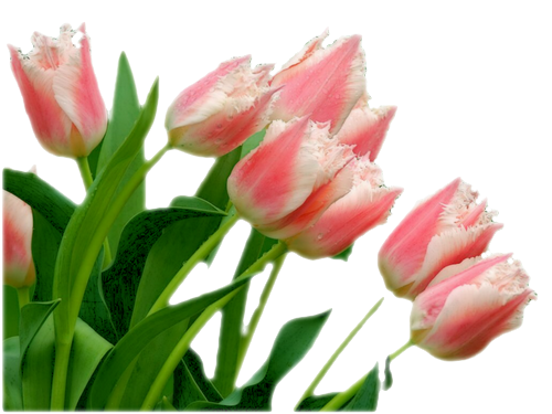 Résultat d’images pour Gifs fée des tulipes